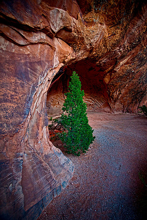 Arch Tree