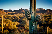 Saguaro Close-Up