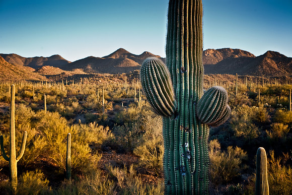 Saguaro Close-Up
