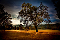Lost Creek Oak