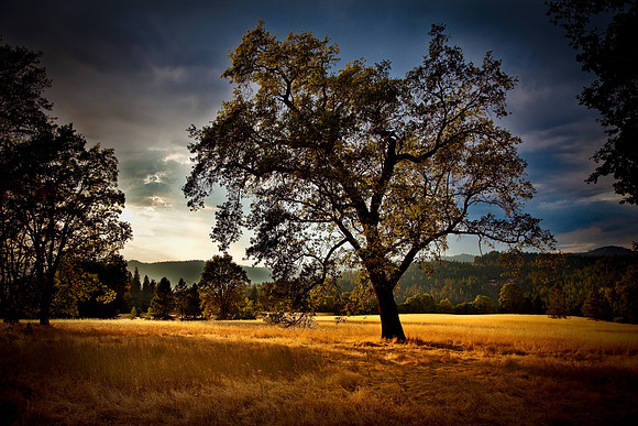 Lost Creek Oak