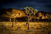 Joshua Tree Sunset
