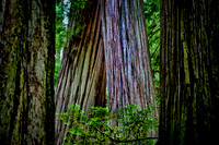 Redwood Trunks
