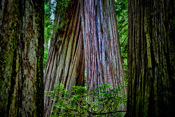 Redwood Trunks