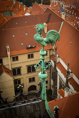Czech Rooster