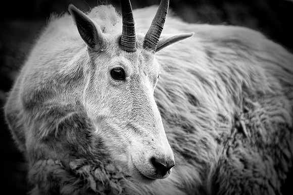 Mountain Goat