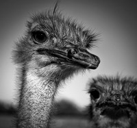 Ostriches