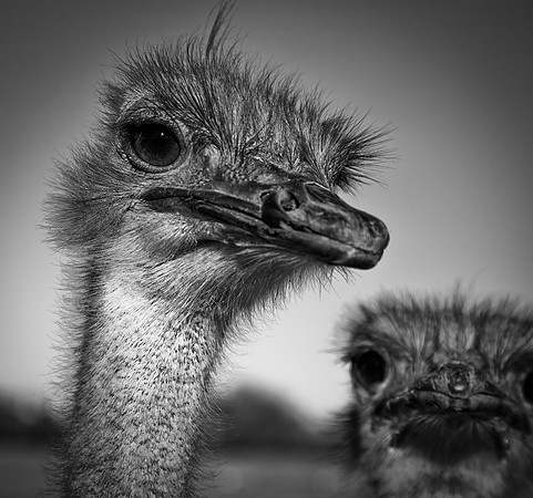 Ostriches