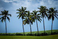 Caribbean Palms