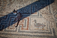 Ephesus cat