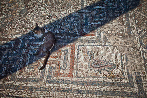 Ephesus cat