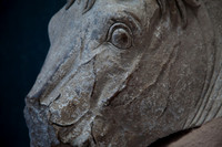 Partial Horse