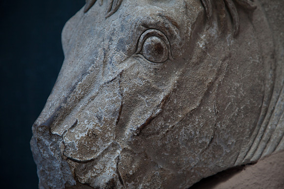Partial Horse