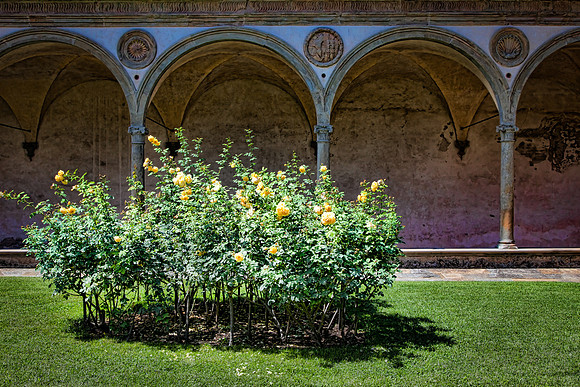 Roses in Florence
