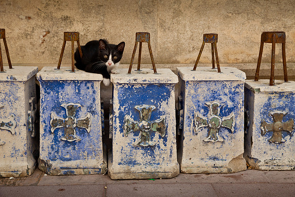 Dubrovnik cat