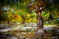 Coconut Grove