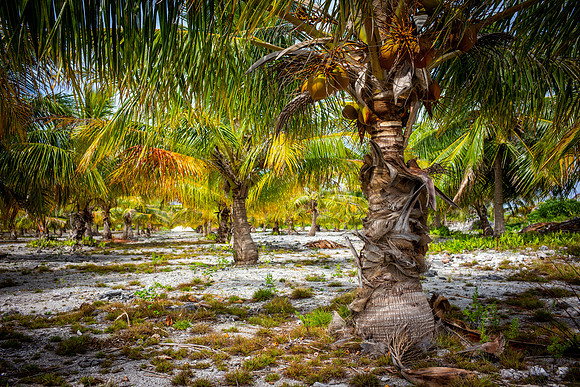 Coconut Grove