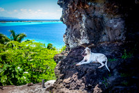 Hiking Companion