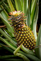 Polynesian Pineapple
