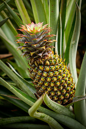 Polynesian Pineapple