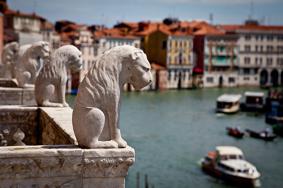 Lions by the Canal