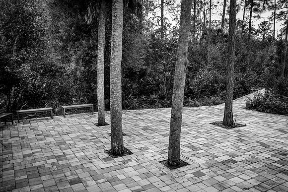 Palms, contained, Florida