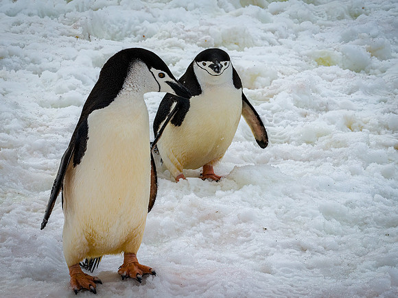 Antarctica-7
