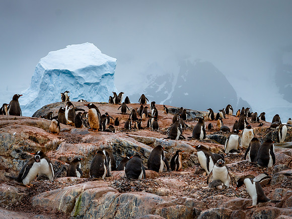Antarctica-28