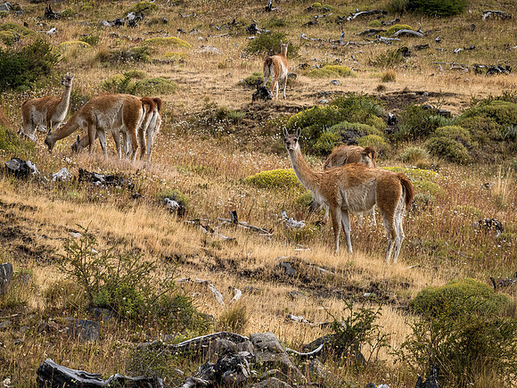 Patagonia-4