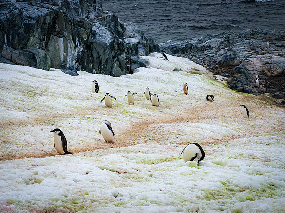 Antarctica-10