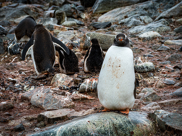 Antarctica-46