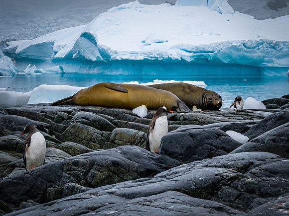 Antarctica-44