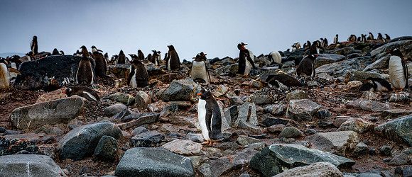 Antarctica-43